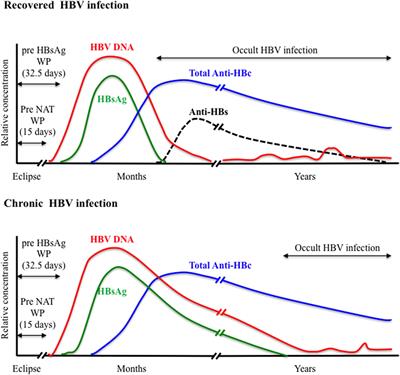 Frontiers | Hepatitis B Virus Blood Screening: Need For Reappraisal Of ...